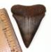 Mako Shark Tooth